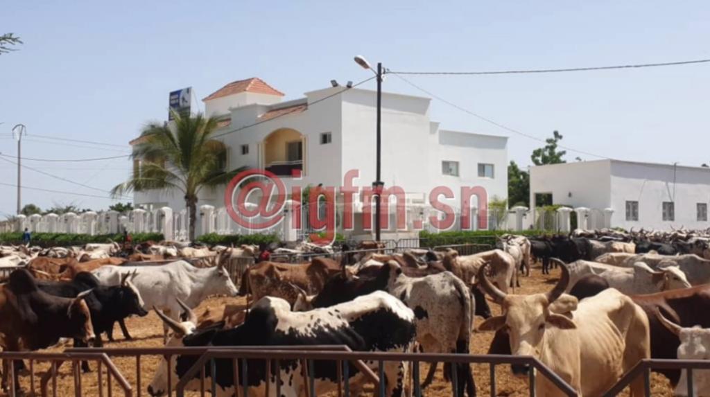 Jj-9 du Magal: les bœufs envahissent la résidence de Aïda Diallo à Ngabou