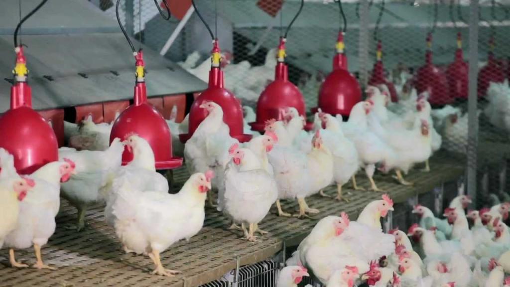Contamination de la grippe aviaire : Plus d’un milliard FCFA parti en fumée, la ferme mise sous scellés