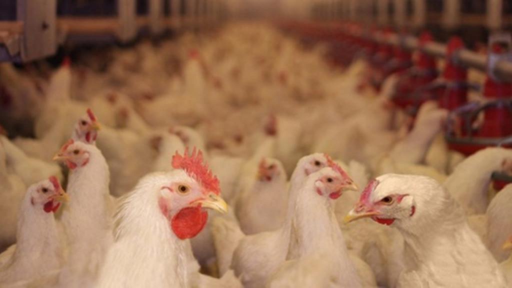 La grippe aviaire plombe le business des aviculteurs 